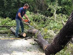 Professional Tree Removal in West Park, FL